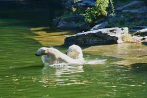 Polar bear mother playing with polar bear cub in water. White fur of the large predator photo