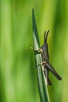 saltamontes en un tallo de hierba en un prado. foto