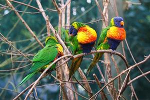 un grupo de loritos en un arbusto. lorikeet, también llamado lori para abreviar foto