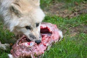 joven lobo blanco, tomado en el wolfspark werner freund mientras se alimenta foto