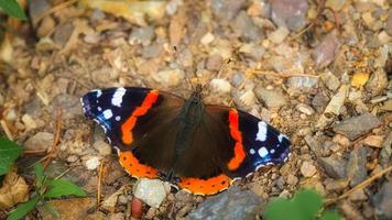 mariposa almirante en el suelo del bosque. insecto raro con colores brillantes. foto animal macro