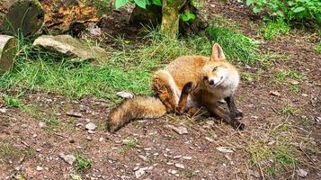 Fox in close-up with view to the viewer. The animal has no fear and looks interested photo