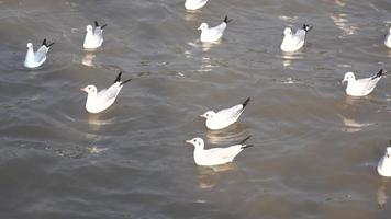 seagulls on the sea video