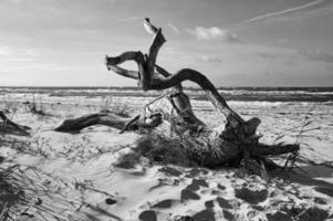 Tree root lying on the Baltic Sea coast on the beach in front of the sea in black and white. photo