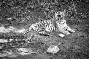 tigre siberiano bostezando, en blanco y negro, relajado en un prado. poderoso gato depredador foto