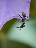 hormigas en una flor sola detallada representada foto