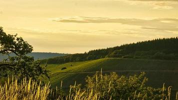 Vineyards in rich colors. The vines with the grapes are ripe. These are taken for consumption or you make wine from them to enjoy. photo