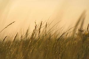 grass with sunset goose light mood in the wind photo