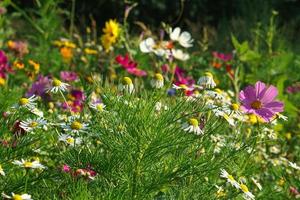 Flower meadow with different colored flowers. Spring and summer flower meadow.