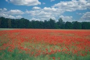 The corn poppy shines in a red blaze of color. The delicate flowers in the cornfield. photo