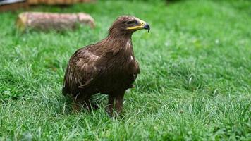 Golden eagle at the air show in Saarburg. Animal photo of the elegant bird.