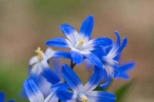 Common star hyacinth are early bloomers that herald spring. bloom at Easter time. photo