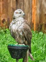 un buitre del espectáculo aéreo en saarburg. pájaro interesado con plumaje marrón blanco foto