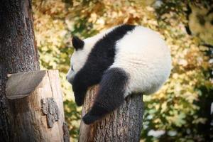 Giant panda sitting on a tree trunk in the high. Endangered mammal from China. photo