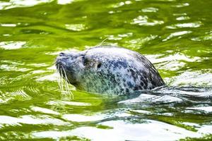 Seal head looking out of the water. Close up of the mammal. Endangered species photo