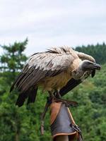 buitre leonado en el guante del cetrero listo para volar de cerca. pájaro grande colosal foto