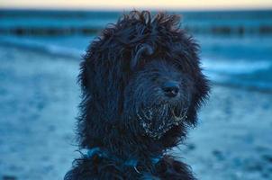 Godendoddle in portrait on the beach of the Baltic Sea. Dogs shot . Animal photo