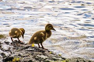 Ducks chicks on a log in the river. Small water birds with fluffy feathers. Animal photo