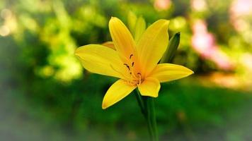 gorgeous yellow lily with beautiful bokeh. Green leaves complete the color harmony. photo