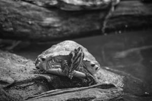 tortuga joya de mejillas amarillas sobre una roca en tierra tomando el sol. la especie de tortuga es una mascota popular foto