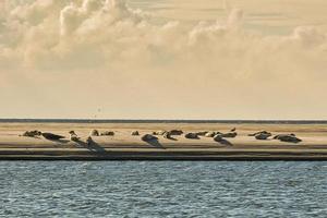 Seals in Blavand Denmark on a sandbank at low tide photo