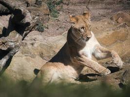 Young lioness lying on a stone with view to the viewer. Animal photo of predator