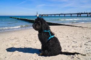 goldendoodle sitting on the Baltic Sea in front of the pier overlooking the sea. black and tan photo