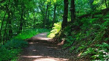 Hiking trail in a deciduous forest in Saarland in sunshine. Landscape foto photo