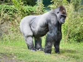 gorila, espalda plateada. el gran simio herbívoro es impresionante y fuerte. foto