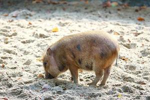Pot-bellied piglet, digging in the sand. Domestic pig for meat production. Farm animal photo