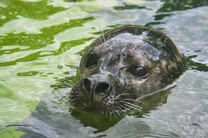 vista cercana de la cabeza de una foca marina en el zoológico de berlín. foto