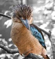 Hans riendo en una rama. hermoso plumaje colorido del pájaro australiano. foto