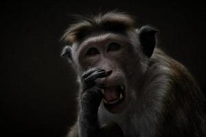 Rhesus monkey sitting on a branch and peeing in his teeth. animal photo of a mammal