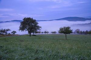 tree on a meadow with fog in the morning hours with purple light mood photo