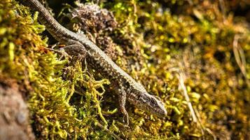 Lizard on a stone wall overgrown with moss. Animal shot of a reptile. photo