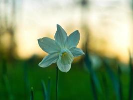 easter bell, daffodil on a green meadow. Seasonal flower with white blossom. photo