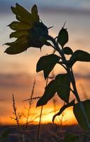 Sunflower in sunflower field at sunset photo