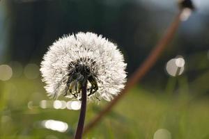 Dandelion with dewdrops on a green meadow photo