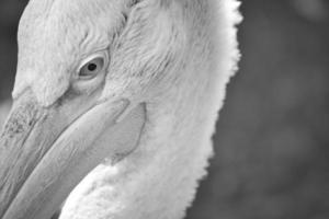 Pelican black and white in portrait. White plumage, large beak, marine bird photo