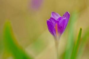 flor de azafrán en un prado, delicada y con un fondo ligeramente borroso. foto