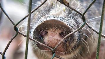 hocico de cerdo en la valla. tiro animal divertido del mamífero. tomado en una granja. foto