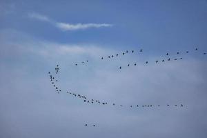 grúas moviéndose en formación en el cielo. aves migratorias en el darss. foto