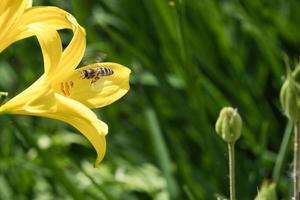 Honey bee collecting nectar in flight on a yellow lily flower. Busy insect. photo