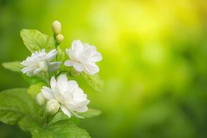 Jasmine flower on leaf green blurred background with copy space and clipping path, symbol of Mothers day in thailand photo