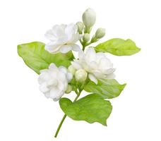 Jasmine flower isolated on white background with clipping path, symbol of Mothers day in thailand photo