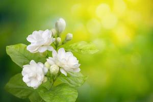 Jasmine flower on leaf green blurred background with copy space and clipping path, symbol of Mothers day in thailand photo