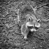 a raccoon in black and white recording in cozy aisle photo