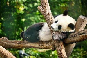 Giant panda lying on tree trunks in the high. Endangered mammal from China. Nature photo