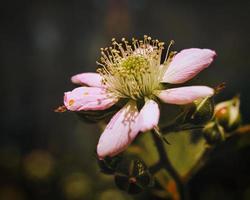 Blackberry blossom in a beautiful light mood with beautiful bokeh. photo