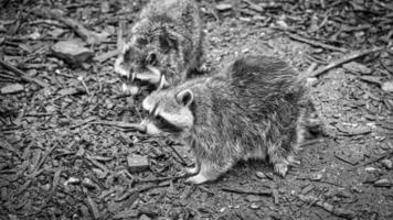 a raccoon in a black and white photograph on the ground. Taken in a park photo